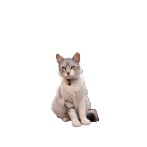 Gray Cat Sitting On A Stone Wall In Bornova, İZmir, TüRkiye, Urban Alleyway. 16593 - Cat PNG image with transparent background